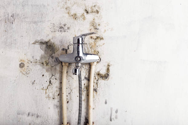Best Professional Mold Removal  in New Baden, IL