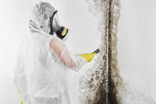 Best Mold Damage Repair  in New Baden, IL