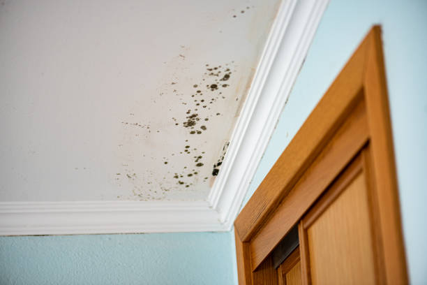 Best Mold Cleaning Services  in New Baden, IL