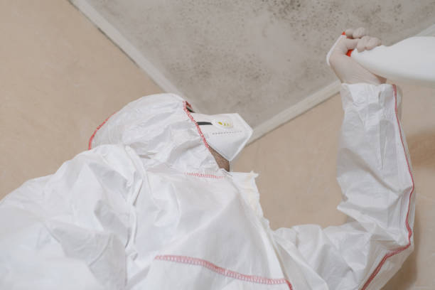 Best Best Mold Removal Companies  in New Baden, IL