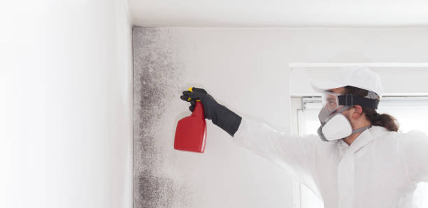 Professional Mold Removal in New Baden, IL