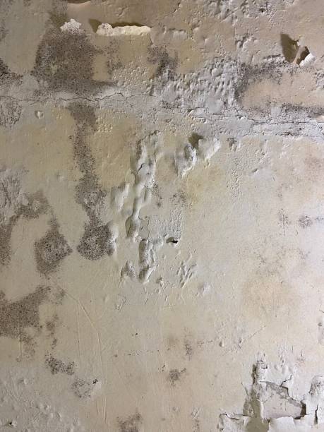 Mold Removal Process in New Baden, IL