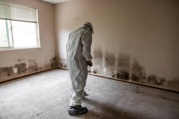 Best Toxic Mold Removal  in New Baden, IL