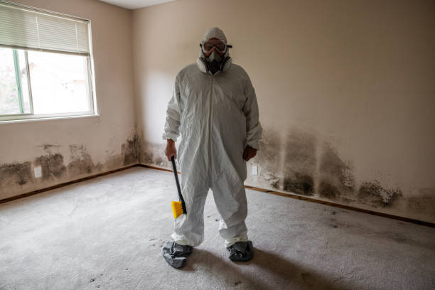 Best Mold Removal Process  in New Baden, IL