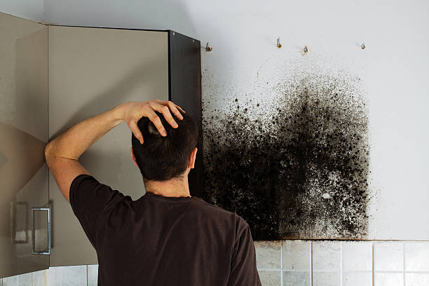 Office Mold Removal Services in New Baden, IL